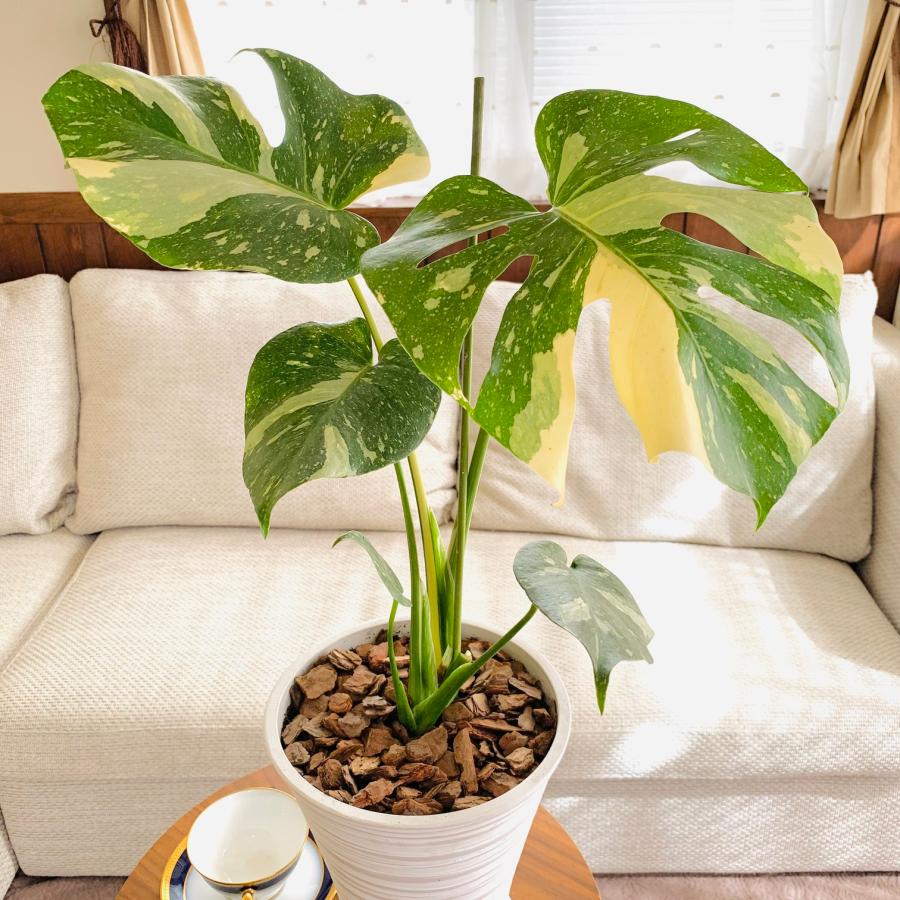 観葉植物 おしゃれ モンステラ バリエガータ 斑入り スラッシュ模様の