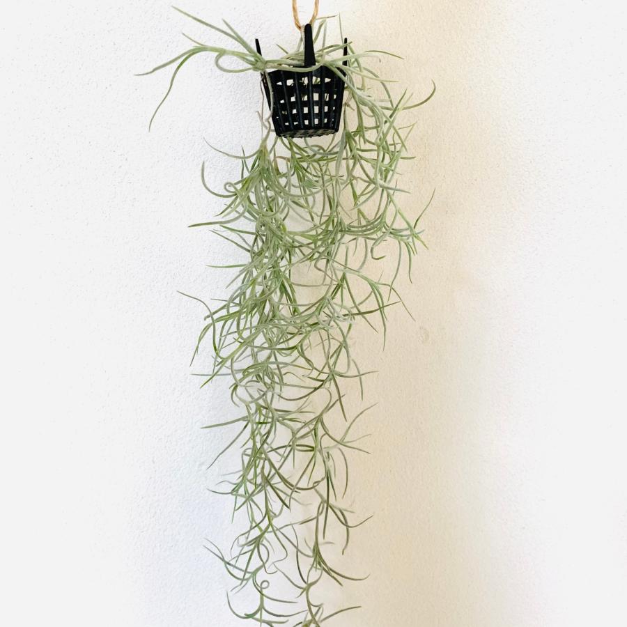 エアプランツ　スパニッシュモス　ウスネオイデス 吊るす　壁掛け　おしゃれ　観葉植物　インテリア |  | 01
