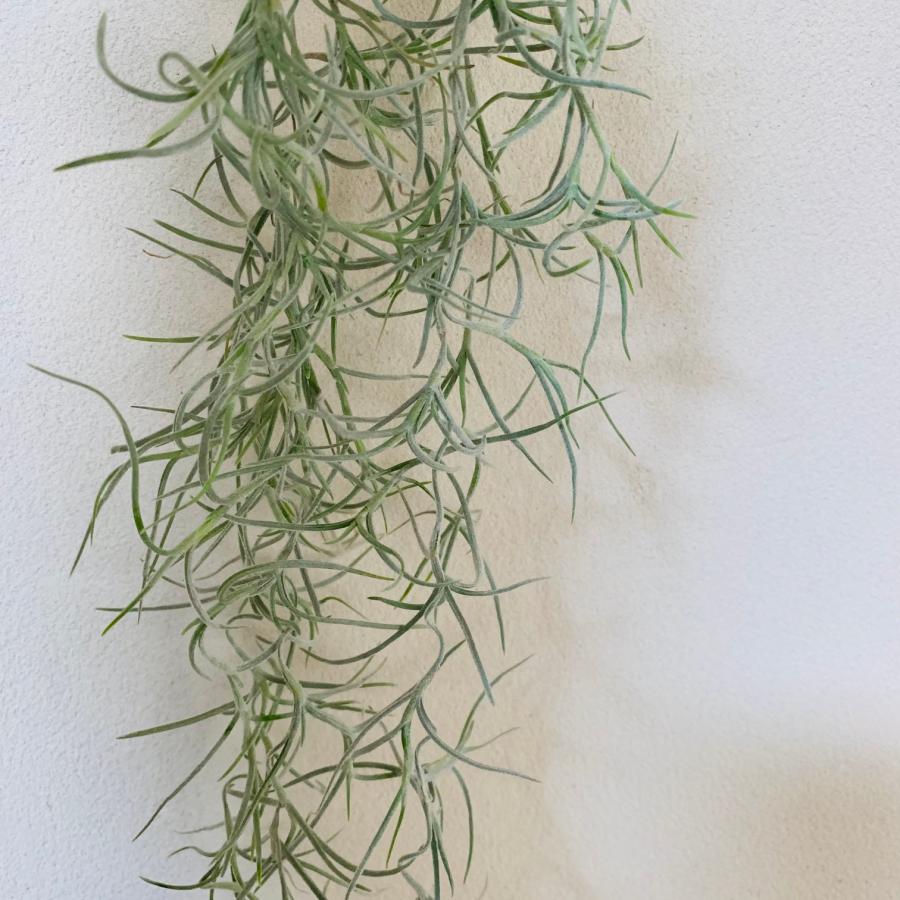 エアプランツ　スパニッシュモス　ウスネオイデス 吊るす　壁掛け　おしゃれ　観葉植物　インテリア |  | 02