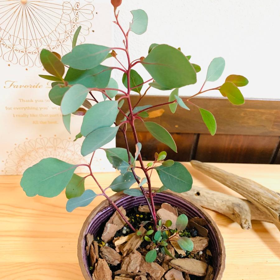 観葉植物　おしゃれ  ユーカリ　ポポラス　木の香りがする鉢　4号　ガーデニング |  | 02