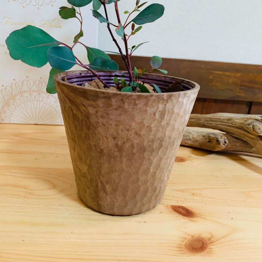 観葉植物 おしゃれ ユーカリ ポポラス 木の香りがする鉢 4号