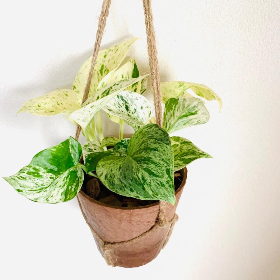 おしゃれ　観葉植物　吊り下げ　ポトス　ゴールデンポトス　マーブルクイーン　木の香りがする鉢　4号 |  | 02