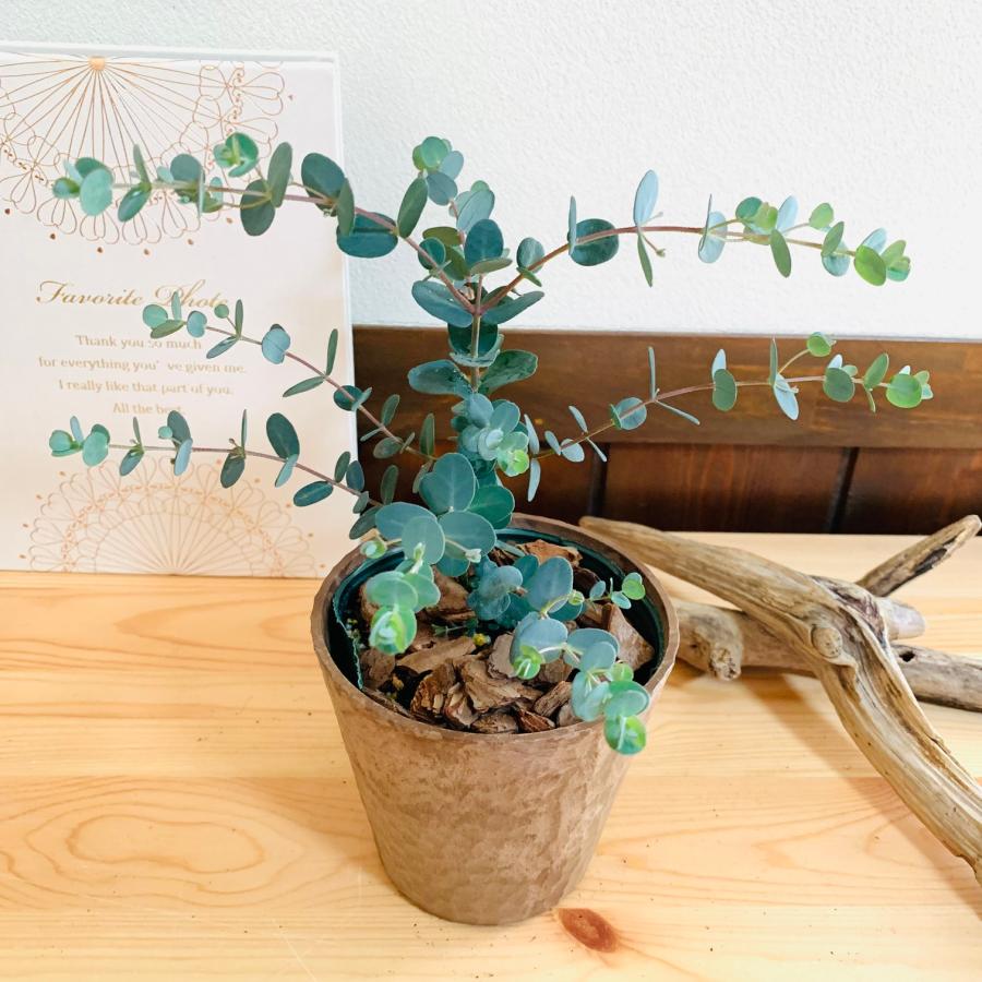 観葉植物　おしゃれ  ユーカリ　グニー　木の香りがする鉢　4号　ガーデニング　インテリア　引っ越し　ギフト |  | 01