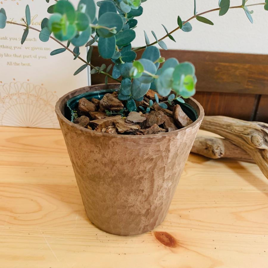 観葉植物　おしゃれ  ユーカリ　グニー　木の香りがする鉢　4号　ガーデニング　インテリア　引っ越し　ギフト |  | 03