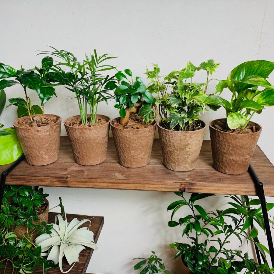 観葉植物　おしゃれ  ユーカリ　グニー　木の香りがする鉢　4号　ガーデニング　インテリア　引っ越し　ギフト |  | 06