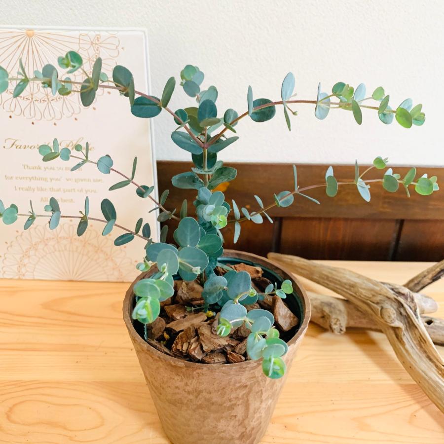 観葉植物　おしゃれ  ユーカリ　グニー　ポポラス　2種セット　木の香りがする鉢　4号　ガーデニング　引っ越し　ギフト　 |  | 04