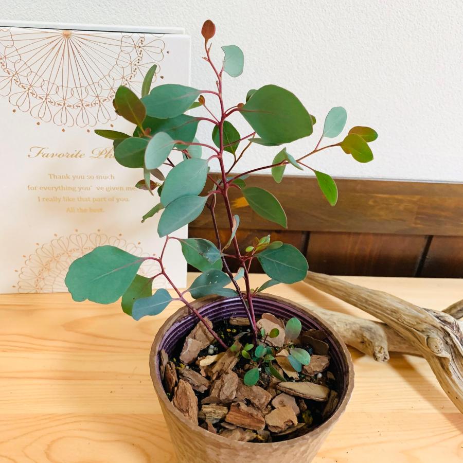 観葉植物　おしゃれ  ユーカリ　グニー　ポポラス　2種セット　木の香りがする鉢　4号　ガーデニング　引っ越し　ギフト　 |  | 06
