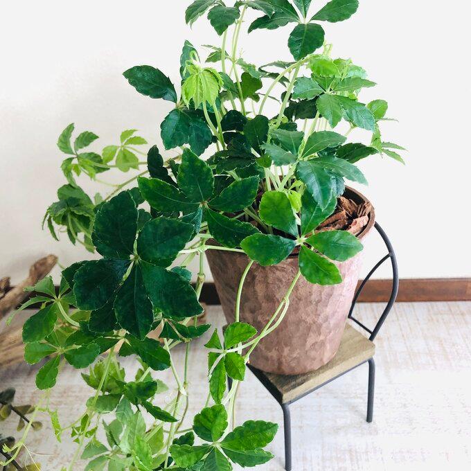 観葉植物　おしゃれ   シュガーバイン　木の香りがする鉢　3号 |  | 01