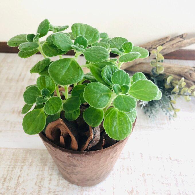 観葉植物　おしゃれ   アロマティカス　木の香りがする鉢　3号　くるみ付　インテリア　ギフト　 | 