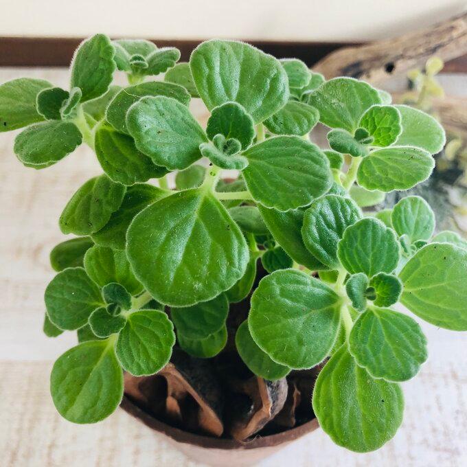 観葉植物　おしゃれ   アロマティカス　木の香りがする鉢　3号　くるみ付　インテリア　ギフト　 |  | 01