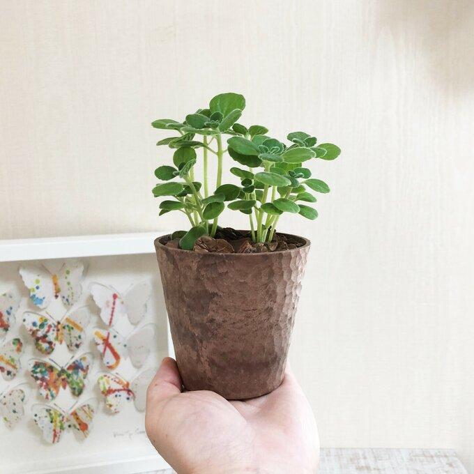 観葉植物　おしゃれ   アロマティカス　木の香りがする鉢　3号　くるみ付　インテリア　ギフト　 |  | 02
