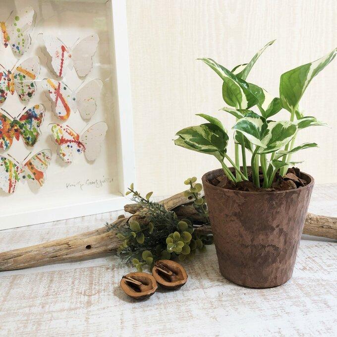 観葉植物　おしゃれ   ポトス　エンジョイ　木の香りがする　3号　くるみ付　インテリア　ギフト　 |  | 02