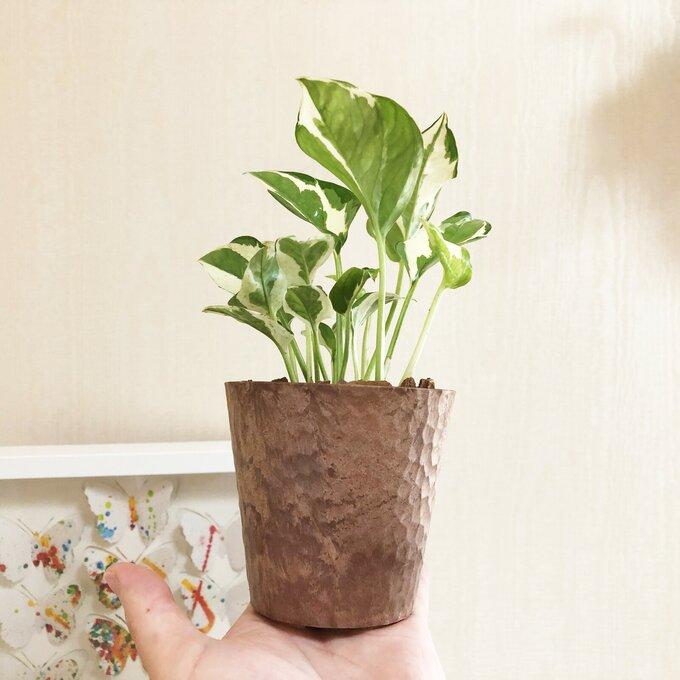 観葉植物　おしゃれ   ポトス　エンジョイ　木の香りがする　3号　くるみ付　インテリア　ギフト　 |  | 03