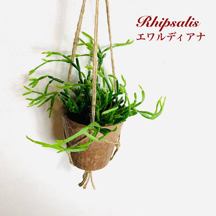 おしゃれ　観葉植物　吊り下げ　リプサリス　エワルディアナ　ハンキングアロマ鉢　壁掛け　サボテン　引っ越し | 