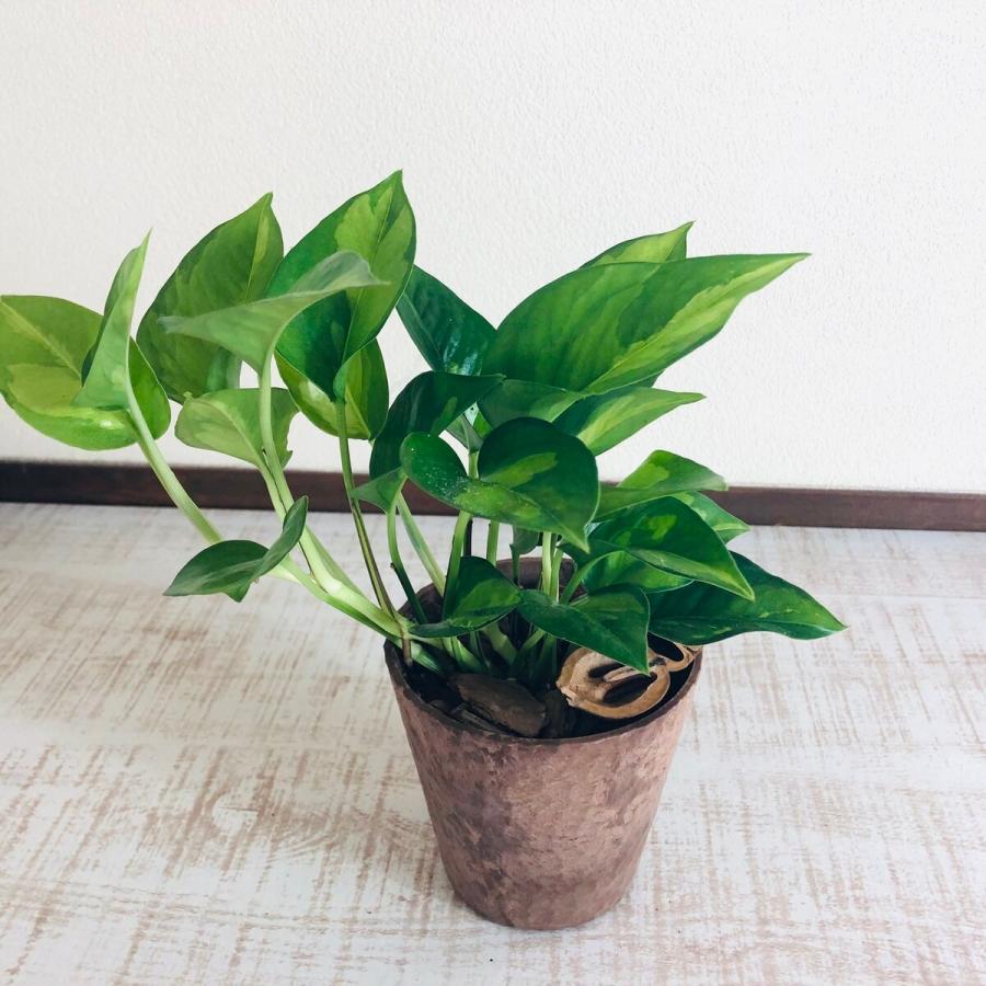 観葉植物　おしゃれ   ポトス  グローバルグリーン　木の香りがする鉢　4号　くるみ付　インテリア | 