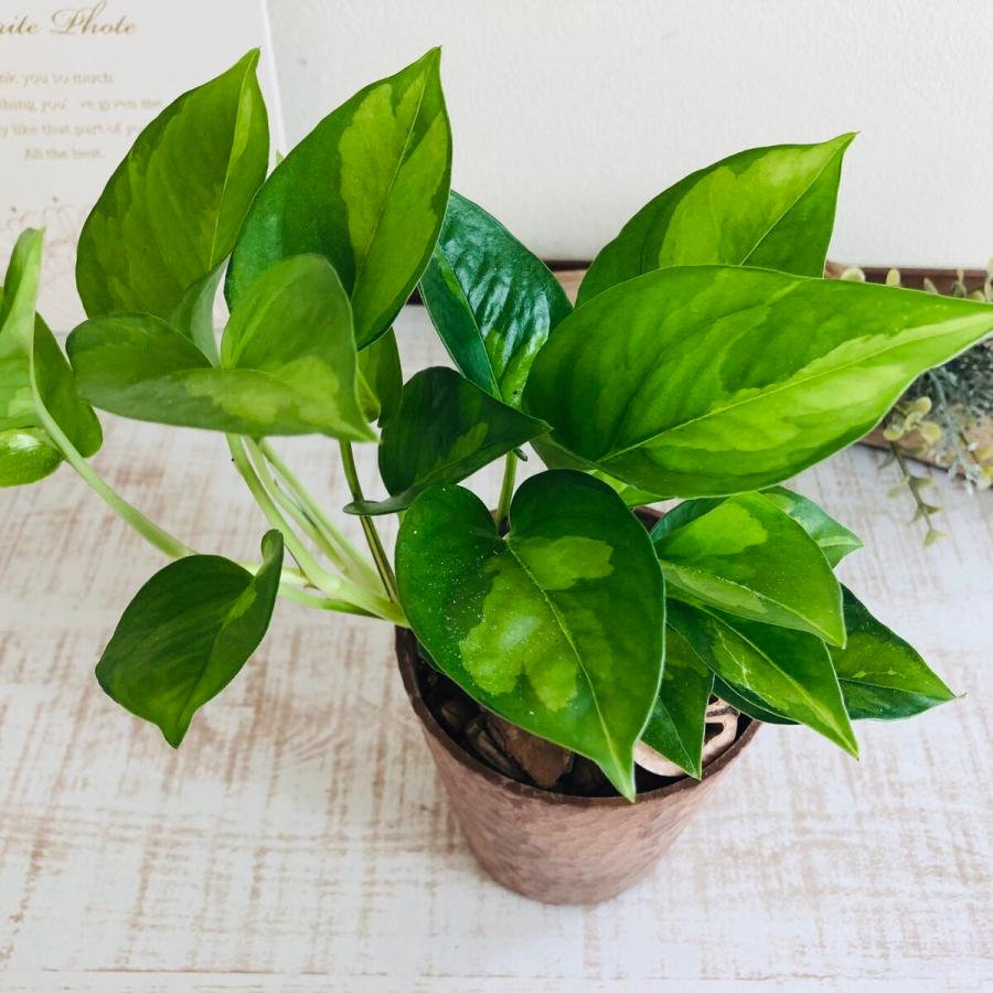 観葉植物　おしゃれ   ポトス  グローバルグリーン　木の香りがする鉢　4号　くるみ付　インテリア |  | 01