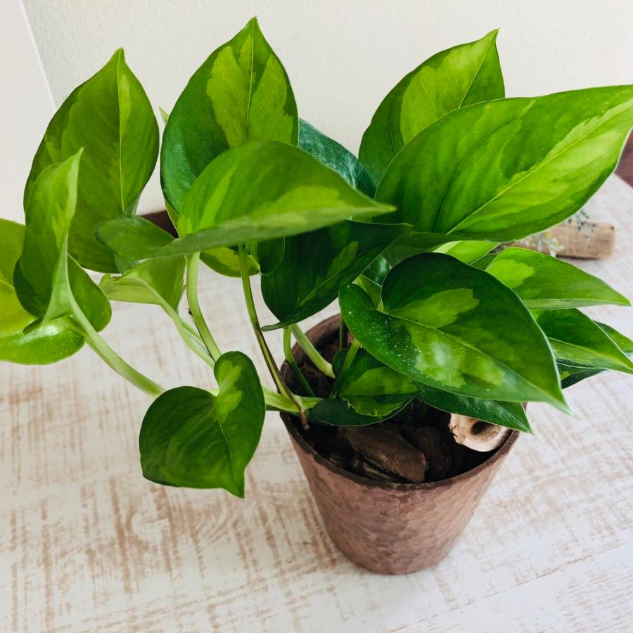 観葉植物　おしゃれ   ポトス  グローバルグリーン　木の香りがする鉢　4号　くるみ付　インテリア |  | 02