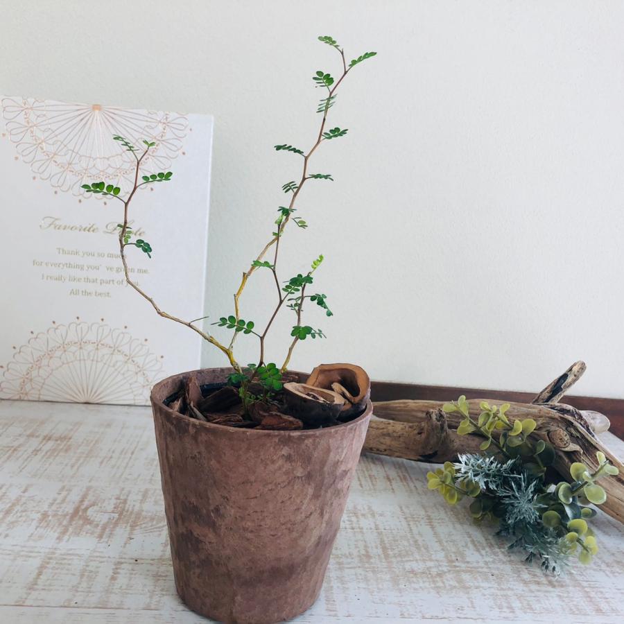 観葉植物　おしゃれ  ソフォラ メルヘンの木　木の香りがする鉢　3号　くるみ付 |  | 01