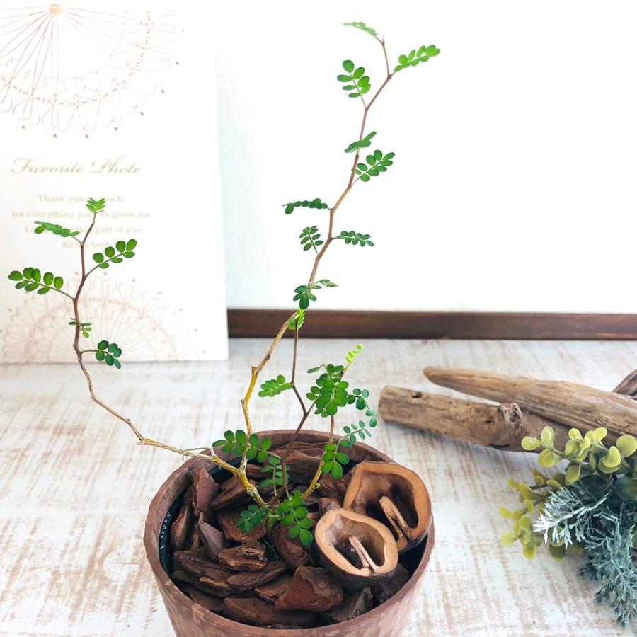 観葉植物　おしゃれ  ソフォラ メルヘンの木　木の香りがする鉢　3号　くるみ付 |  | 02