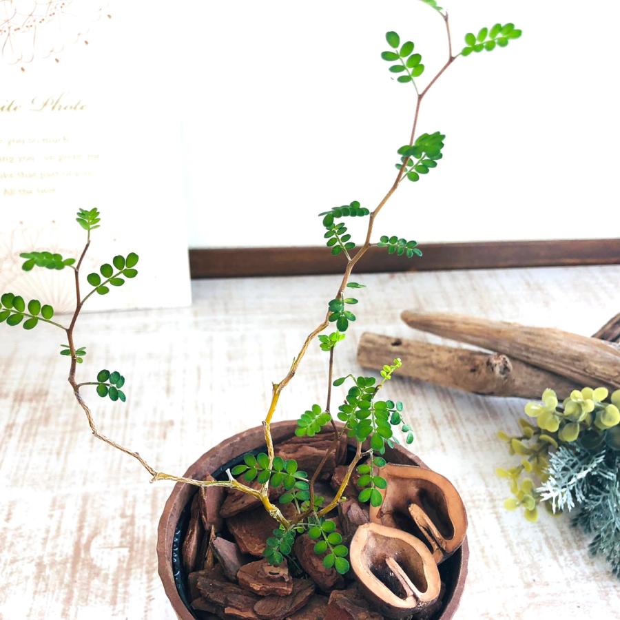観葉植物　おしゃれ  ソフォラ メルヘンの木　木の香りがする鉢　3号　くるみ付 |  | 03