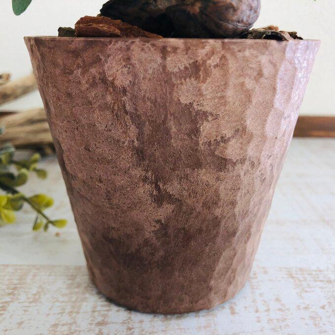 観葉植物　おしゃれ  ソフォラ メルヘンの木　木の香りがする鉢　3号　くるみ付 |  | 04