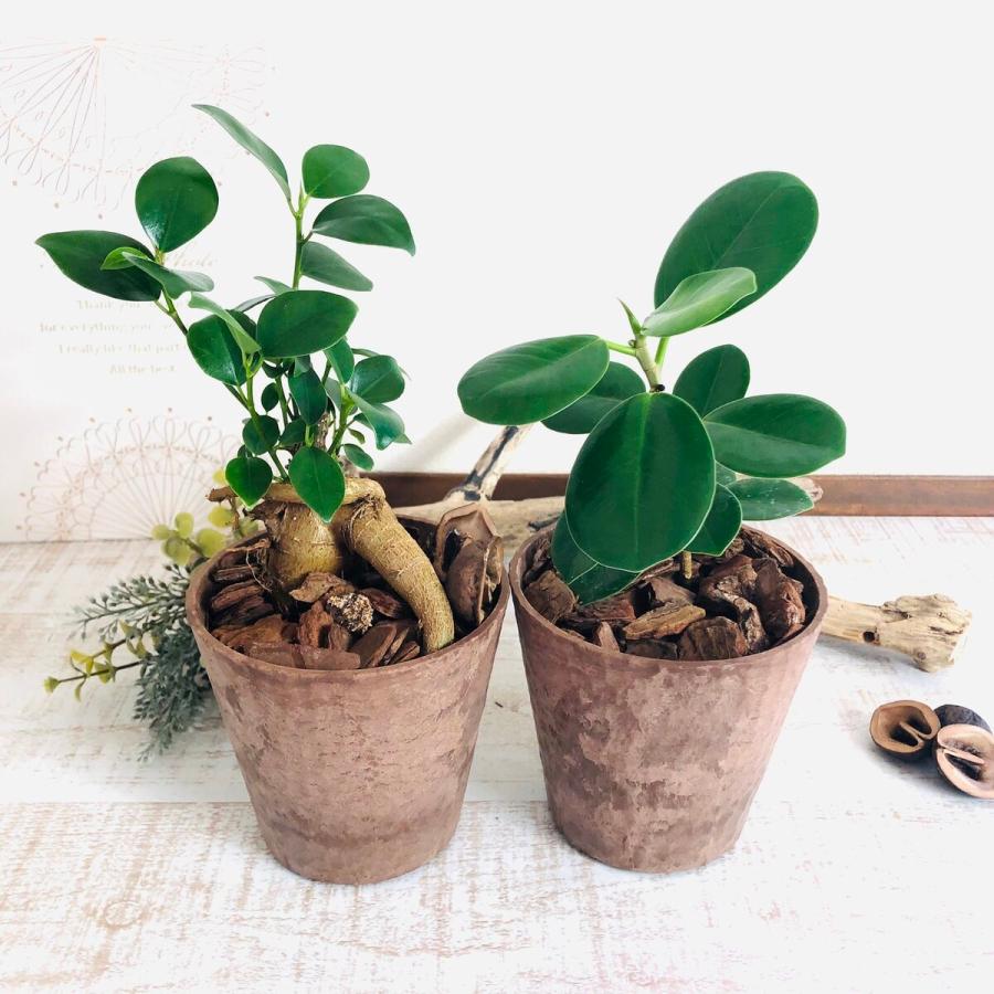 観葉植物　おしゃれ　ガジュマル　パンダガジュマル　木の香りがする鉢　4号　２点セット　インテリア　ギフト | 