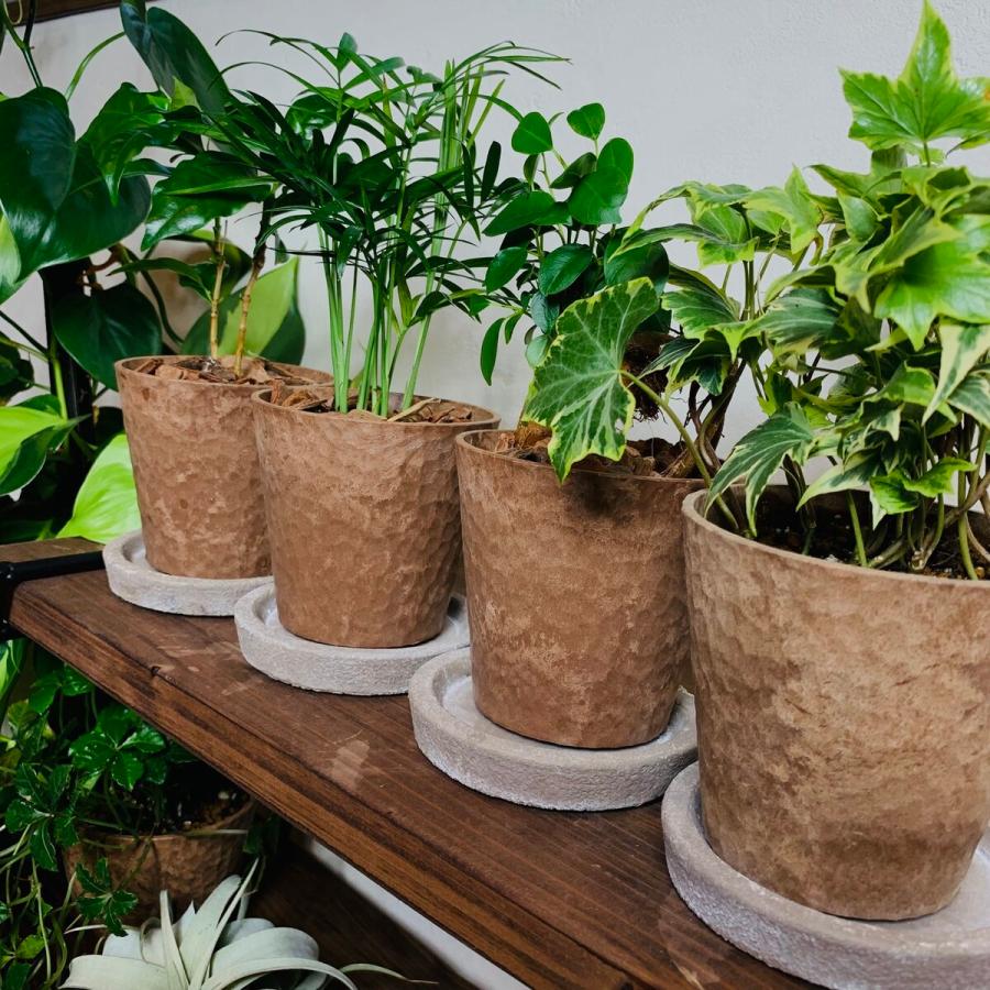 観葉植物　おしゃれ　ガジュマル　パンダガジュマル　木の香りがする鉢　4号　２点セット　インテリア　ギフト |  | 10