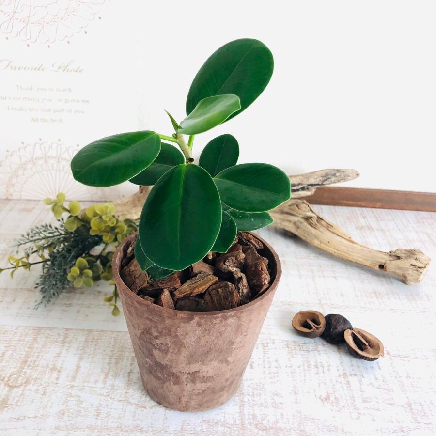 観葉植物　おしゃれ　ガジュマル　パンダガジュマル　木の香りがする鉢　4号　２点セット　インテリア　ギフト |  | 05