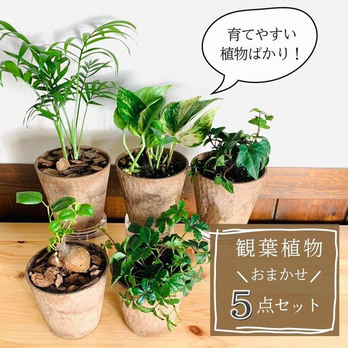 観葉植物　おしゃれ　ガジュマル　ポトス　アイビー　テーブルヤシ　シュガーバイン　5点セット　木の香りがする鉢　3号　 | 