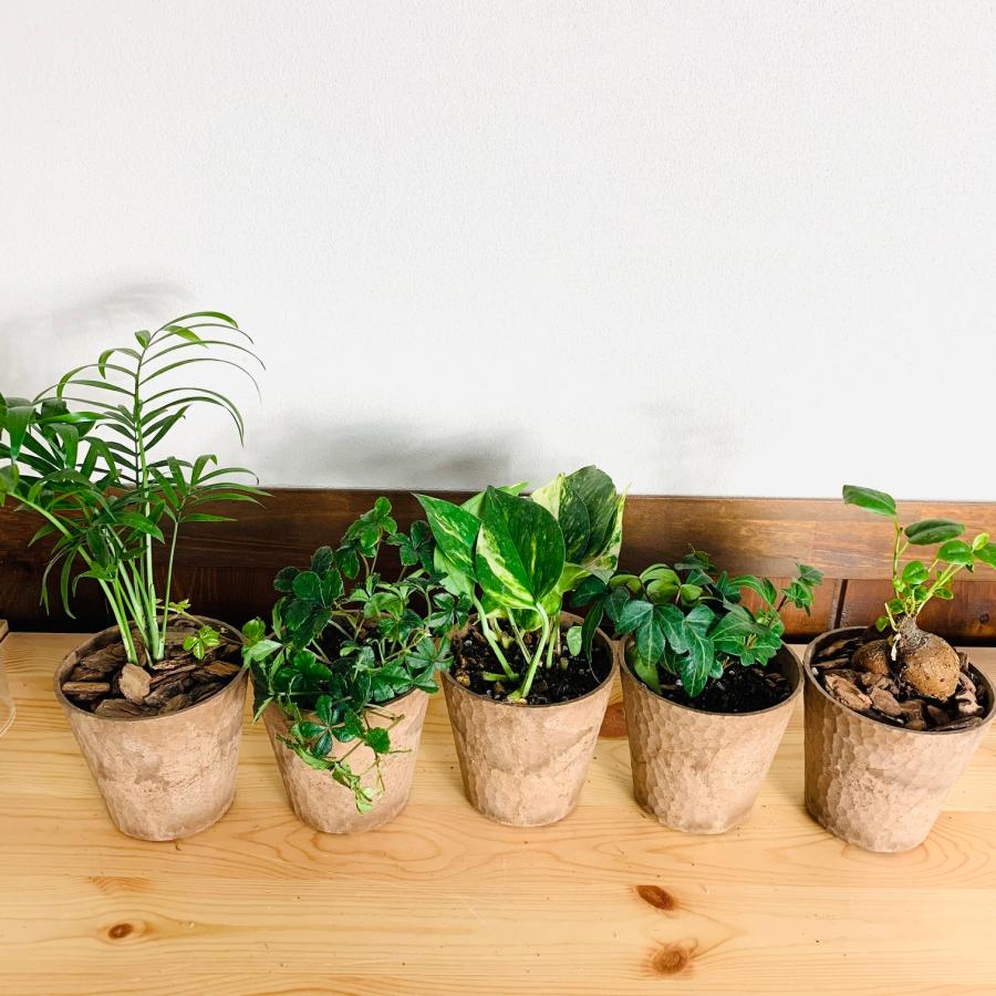 観葉植物　おしゃれ　ガジュマル　ポトス　アイビー　テーブルヤシ　シュガーバイン　5点セット　木の香りがする鉢　3号　 |  | 01