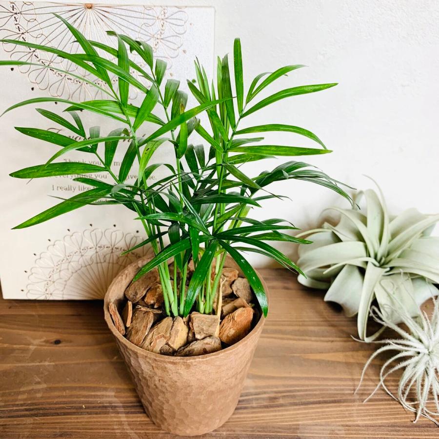 観葉植物　おしゃれ　ガジュマル　ポトス　アイビー　テーブルヤシ　シュガーバイン　5点セット　木の香りがする鉢　3号　 |  | 03