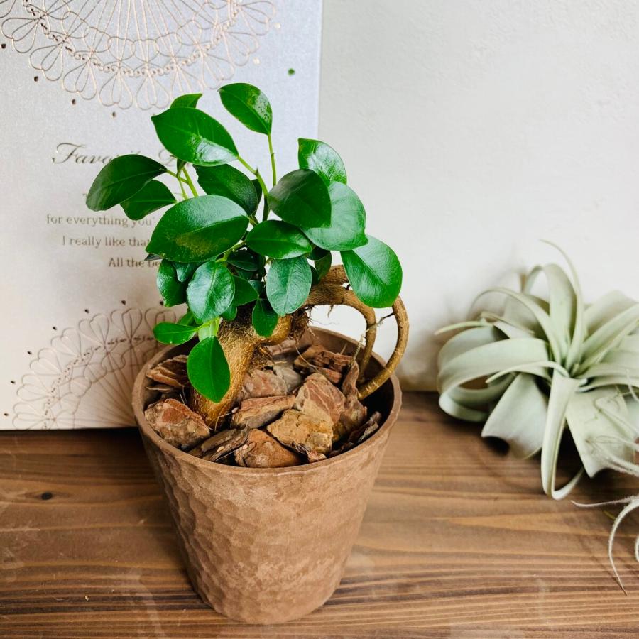 観葉植物　おしゃれ　ガジュマル　ポトス　アイビー　テーブルヤシ　シュガーバイン　5点セット　木の香りがする鉢　3号　 |  | 06