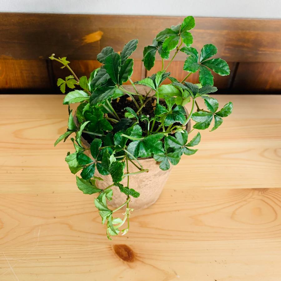 観葉植物　おしゃれ　ガジュマル　ポトス　アイビー　テーブルヤシ　シュガーバイン　5点セット　木の香りがする鉢　3号　 |  | 07