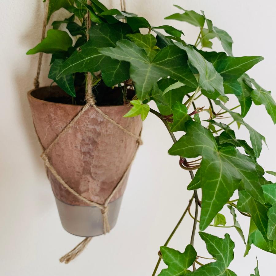 観葉植物　吊り下げ　アイビー　ロングサイズ 品種おまかせ ハンギング鉢　4号　受け皿付き　 |  | 02