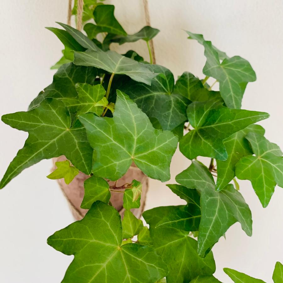 観葉植物　吊り下げ　アイビー　ロングサイズ 品種おまかせ ハンギング鉢　4号　受け皿付き　 |  | 03