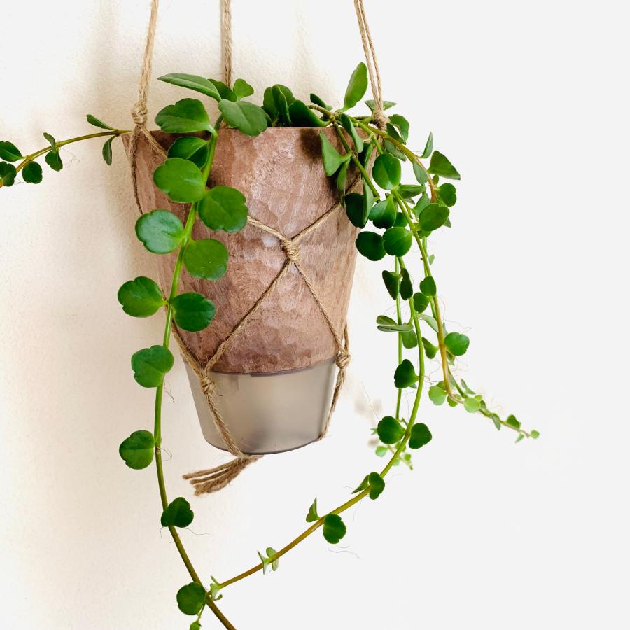 観葉植物　吊り下げ　フィフィ  ハンギング鉢　4号　受け皿付き　インテリア　壁掛け |  | 02