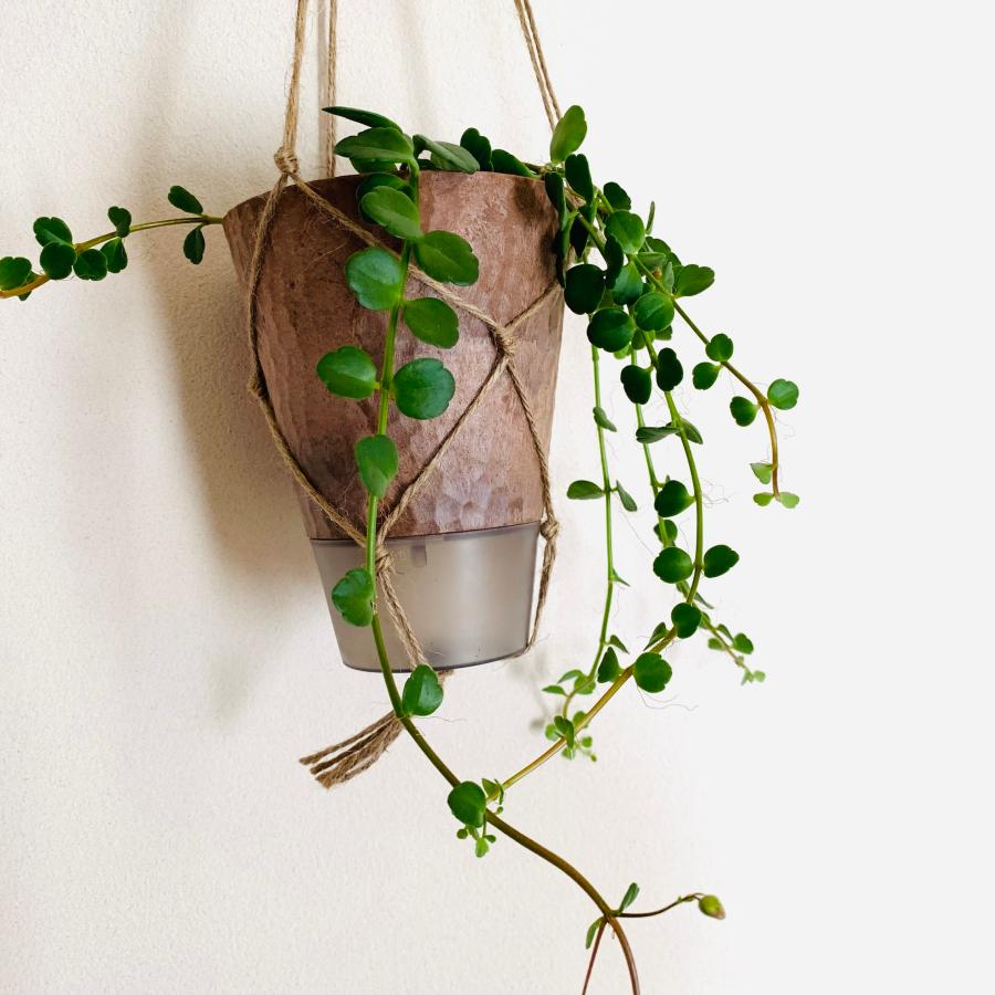 観葉植物　吊り下げ　フィフィ  ハンギング鉢　4号　受け皿付き　インテリア　壁掛け |  | 03