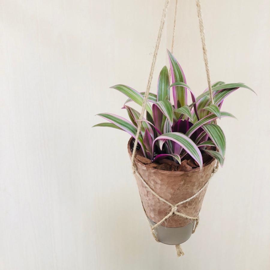 観葉植物　吊り下げ　ムラサキオモト　オーロラ  　4号　受け皿付き　木の香りがする鉢 |  | 01
