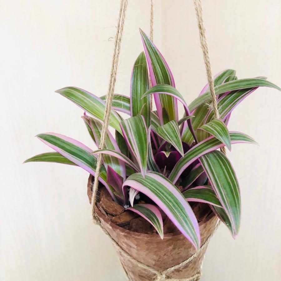 観葉植物 吊り下げ ムラサキオモト オーロラ 4号 受け皿付き 木の香り