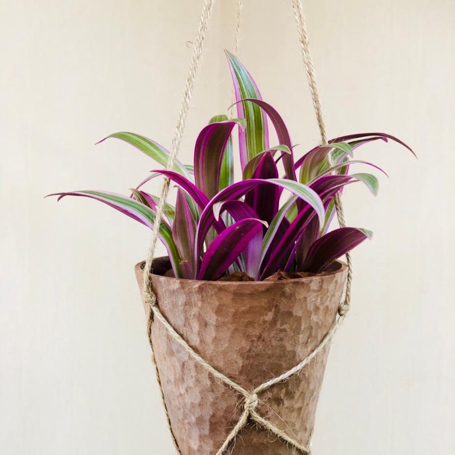 観葉植物　吊り下げ　ムラサキオモト　オーロラ  　4号　受け皿付き　木の香りがする鉢 |  | 03