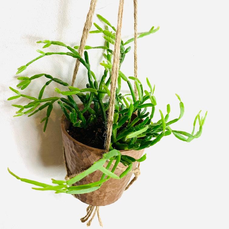 おしゃれ　観葉植物　吊り下げ　リプサリス　エワルディアナ　ハンキングアロマ鉢　壁掛け　サボテン　引っ越し |  | 01