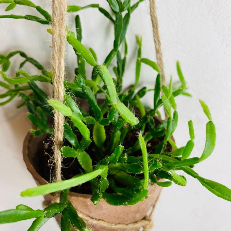 おしゃれ　観葉植物　吊り下げ　リプサリス　エワルディアナ　ハンキングアロマ鉢　壁掛け　サボテン　引っ越し |  | 02