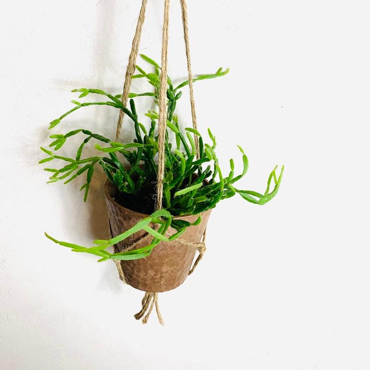 おしゃれ　観葉植物　吊り下げ　リプサリス　エワルディアナ　ハンキングアロマ鉢　壁掛け　サボテン　引っ越し |  | 03