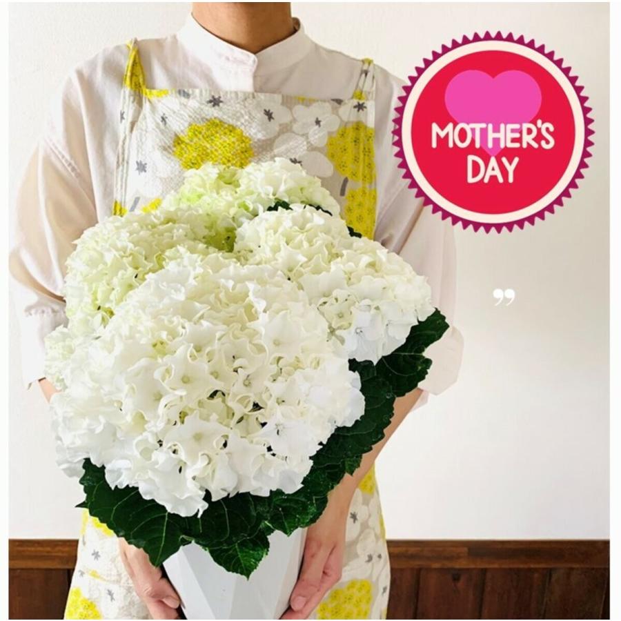 観葉植物　おしゃれ　母の日　予約　紫陽花 サーファー　ホワイトウェイブス　　5号　母の日カード付き　ロングホワイト　アジサイ | 