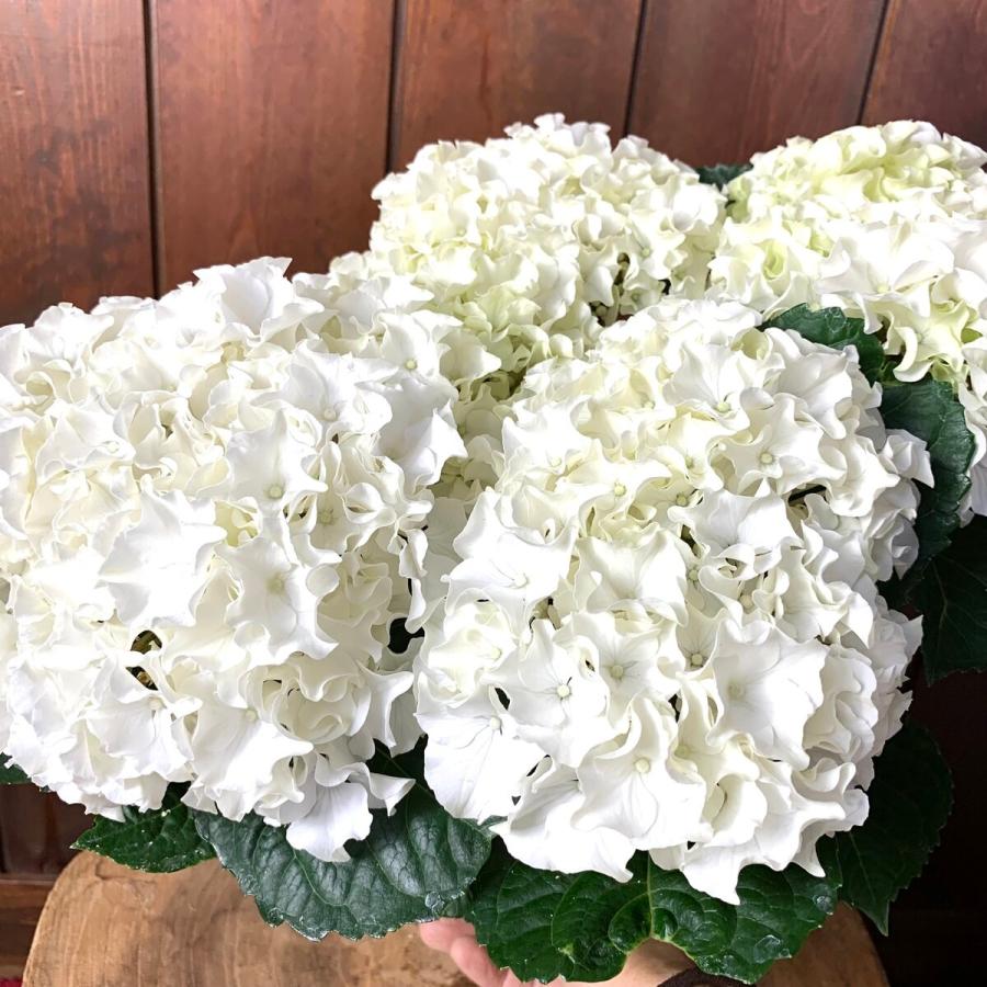 観葉植物　おしゃれ　母の日　予約　紫陽花 サーファー　ホワイトウェイブス　　5号　母の日カード付き　ロングホワイト　アジサイ |  | 01