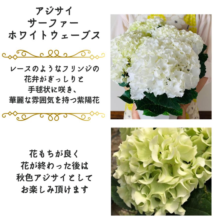 観葉植物　おしゃれ　母の日　予約　紫陽花 サーファー　ホワイトウェイブス　　5号　母の日カード付き　ロングホワイト　アジサイ |  | 03