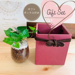 ギフトセット　ハイドロカルチャー　ハートアイビー　ベラボン　ラウンドグラス　インテリア　観葉植物 | 