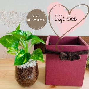 ギフトセット　ベラボン植え　ゴールデンポトス　ラウンドグラス　インテリア　観葉植物　ギフト　引っ越し　新築 | 