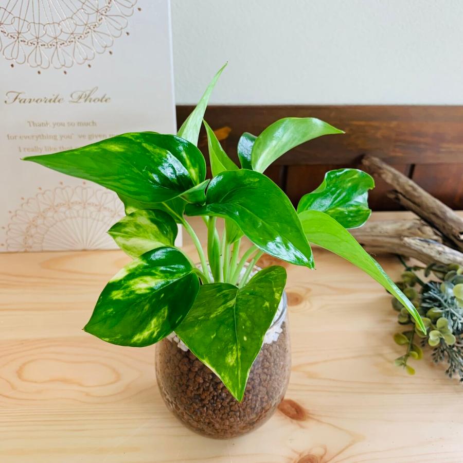 ギフトセット　ベラボン植え　ゴールデンポトス　ラウンドグラス　インテリア　観葉植物　ギフト　引っ越し　新築 |  | 02
