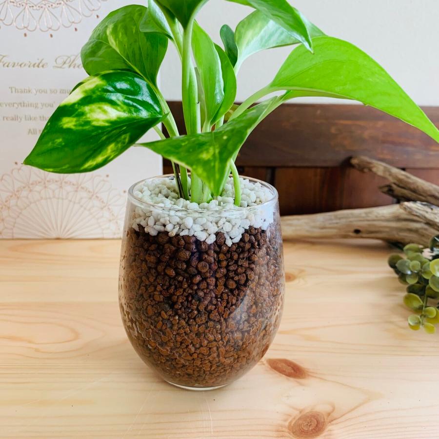 ギフトセット　ベラボン植え　ゴールデンポトス　ラウンドグラス　インテリア　観葉植物　ギフト　引っ越し　新築 |  | 03